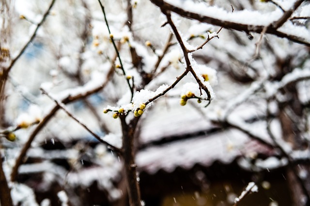 融入春节文