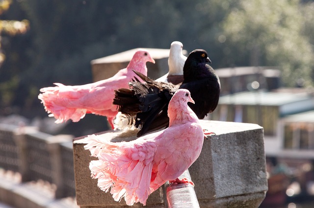 利物浦向来 利物浦向来
