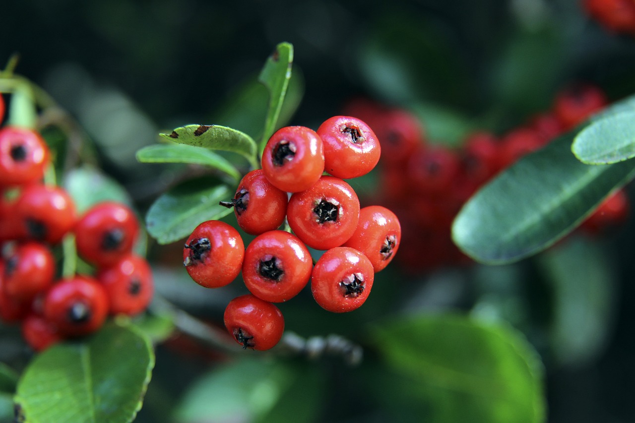 饮食中蔬果 饮食中蔬果
